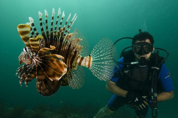 pterois2© OT Oman.jpg